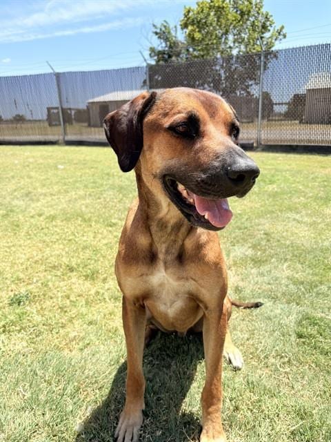 Photo of Hank, adoptable Rhodesian Ridgeback in Killeen, Texas