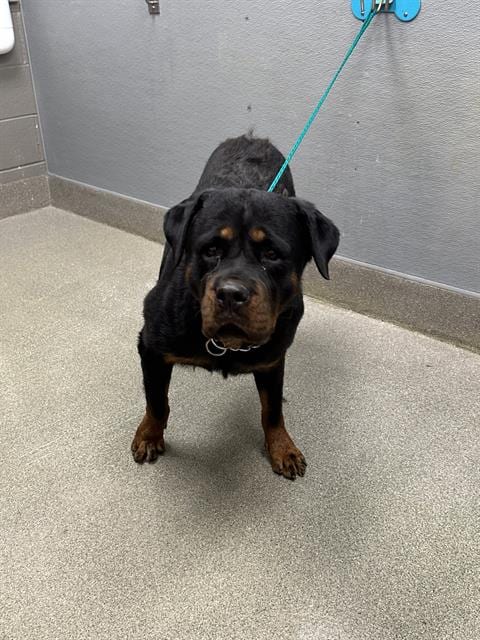 Photo of Edith, adoptable Rottweiler in Las Vegas, Nevada