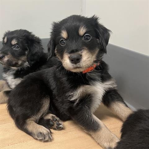 Photo of A139344, adoptable Golden Retriever in San Martin, California