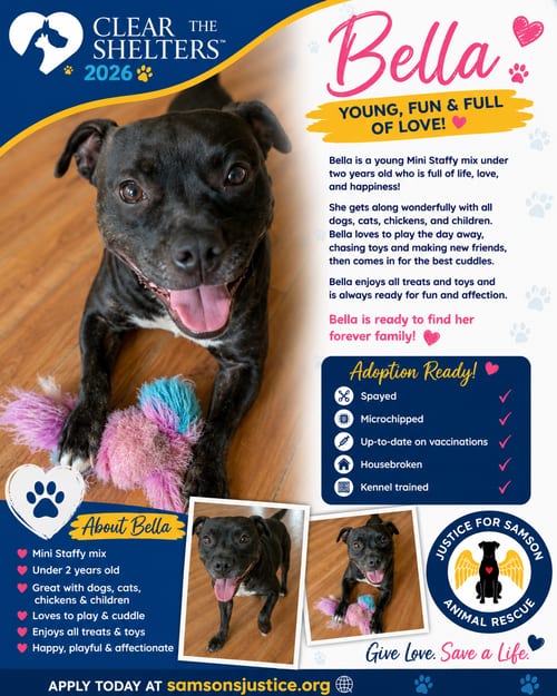 Photo of Bella, adoptable American Staffordshire Terrier in Orange Grove, Texas