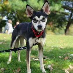 Photo of Susan, adoptable Chihuahua in New York, New York