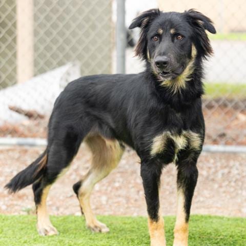 Photo of Frankie, adoptable German Shepherd Dog in Camarillo, California