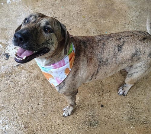 Photo of Tiggy, adoptable Catahoula Leopard Dog in Albion, New York