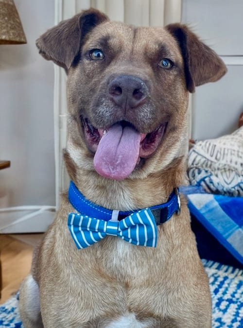 Photo of Aiden, adoptable Retriever in Newport Beach, California