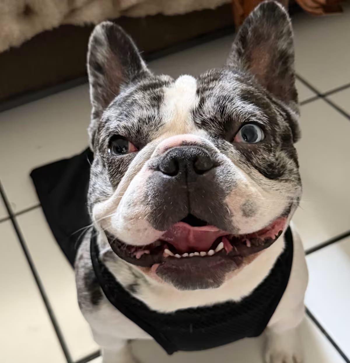 Photo of Rebel, adoptable French Bulldog in Los Angeles, California