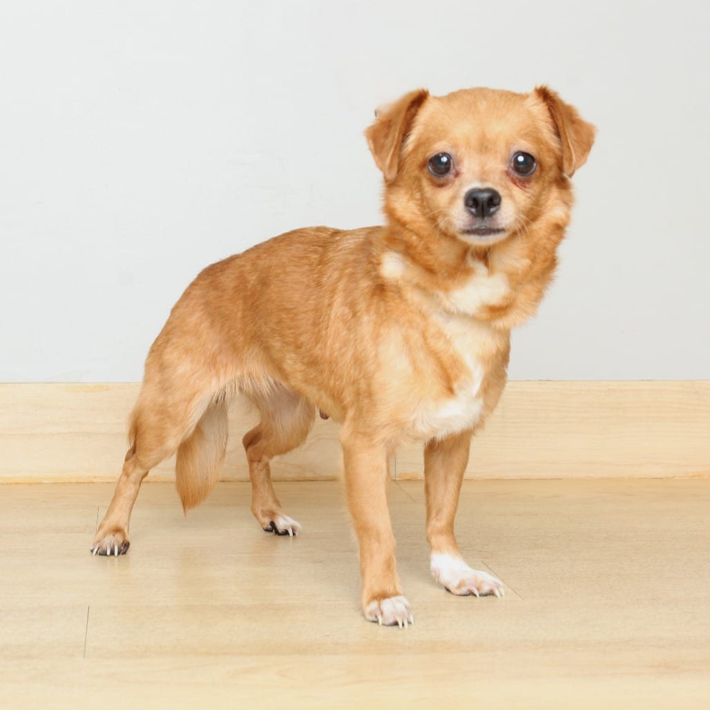 Photo of Cj D69408, adoptable Chihuahua / Mixed Breed (Small) in Minnesota, Minnesota