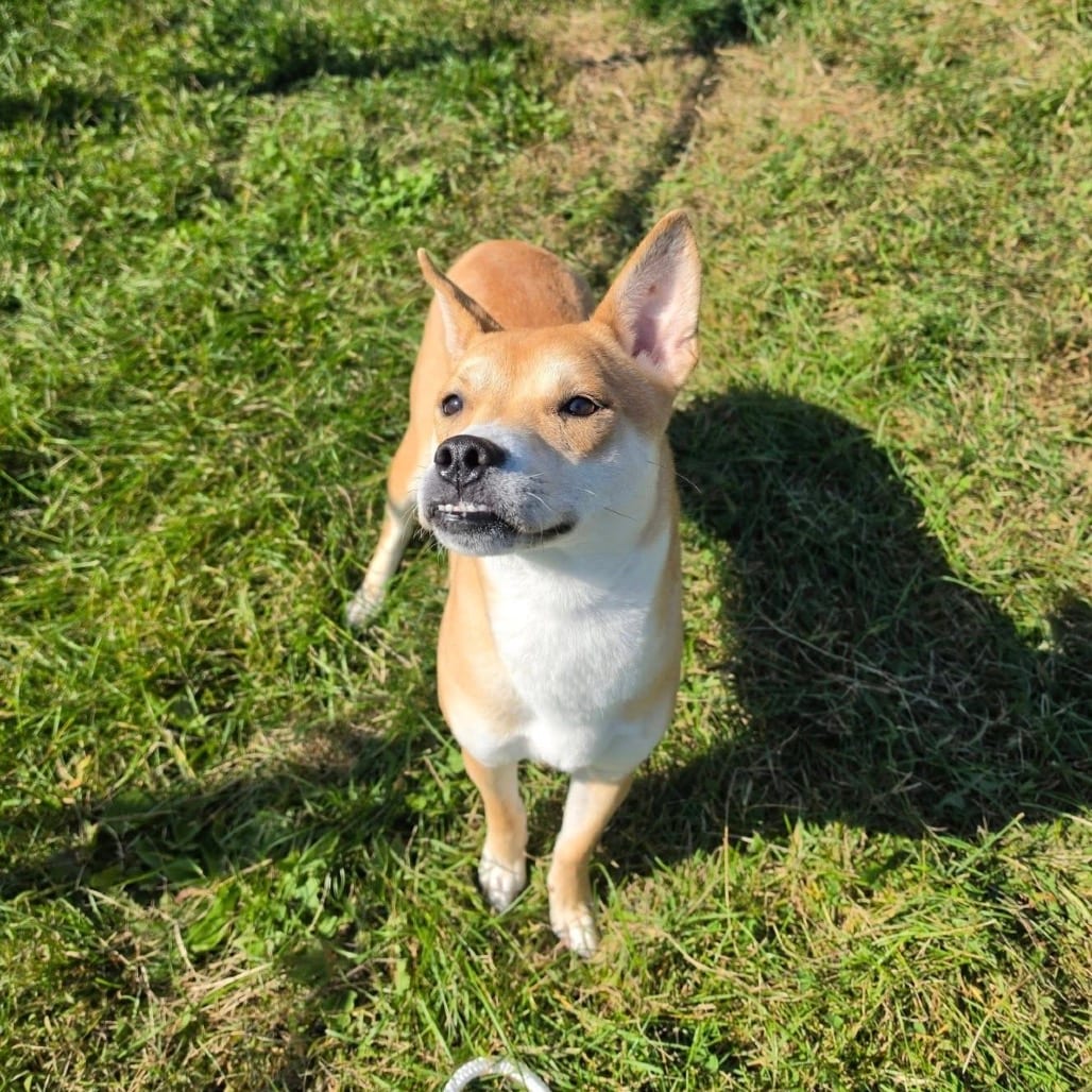 Photo of Daisy, adoptable Shiba Inu in Waynesboro, Pennsylvania