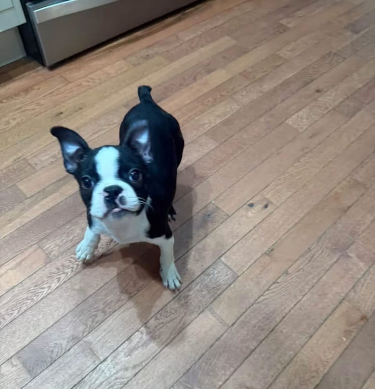 Photo of Forrest, adoptable Boston Terrier in Egg Harbor City, New Jersey