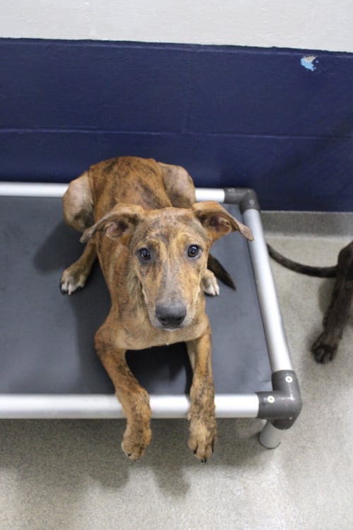 Photo of Suki, adoptable Catahoula Leopard Dog in Sterling, Massachusetts