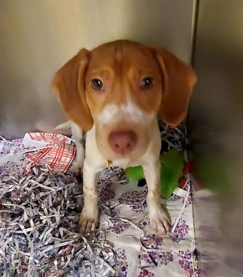 Photo of Huntsman, adoptable Basset Hound in St Louis, Missouri