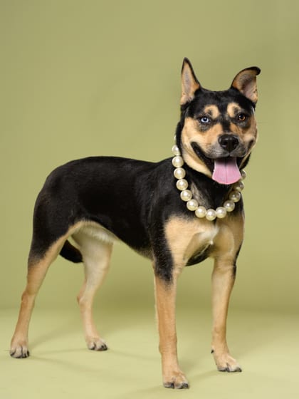 Photo of Ardena, adoptable dog in Atlanta, Georgia