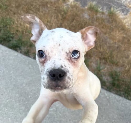 Photo of Frosting, adoptable Pit Bull Terrier in Martinez, California