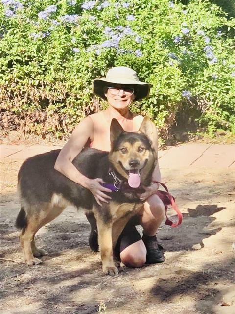 Photo of Maverick, adoptable German Shepherd Dog in Santa Barbara, California