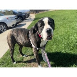 Photo of Bonnie, adoptable Cane Corso in Loveland, Colorado
