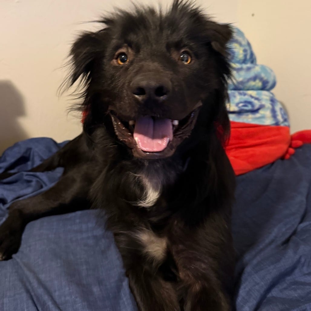 Photo of Lil'Bear, adoptable Terrier, American Staffordshire / Mixed Breed (Large) in California, California