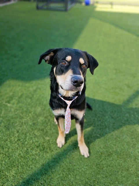 Photo of Fredrick, adoptable Mixed Breed
