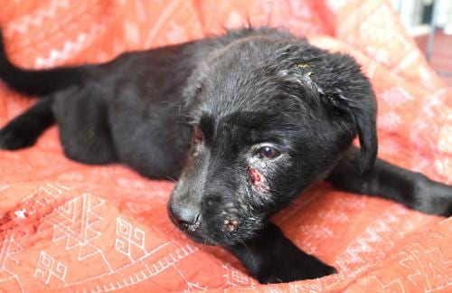 Photo of Sora, adoptable German Shepherd Dog in Thief River Falls, Minnesota
