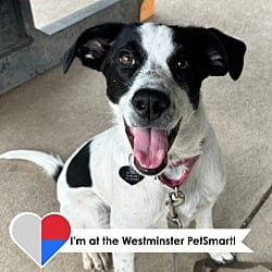 Photo of Tiramisu, adoptable Mixed Breed (Medium) in Fort Collins, Colorado