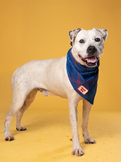 Photo of Red Tail, adoptable dog in Atlanta, Georgia