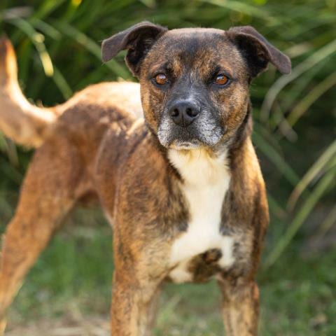 Photo of Zero, adoptable Pit Bull Terrier in Camarillo, California