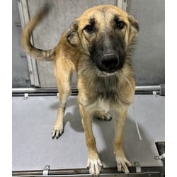 Photo of Wendy, adoptable German Shepherd Dog in Lancaster, California