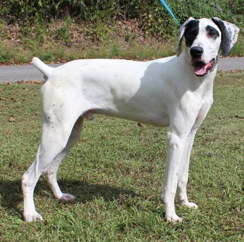 Photo of Cash 44471, adoptable German Shorthaired Pointer in Prattville, Alabama