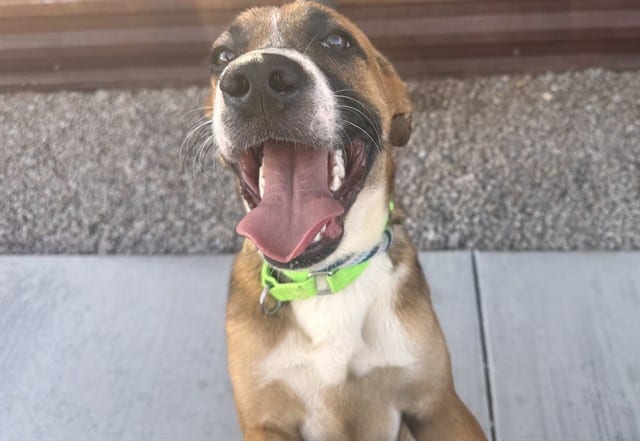 Photo of Howie, adoptable dog