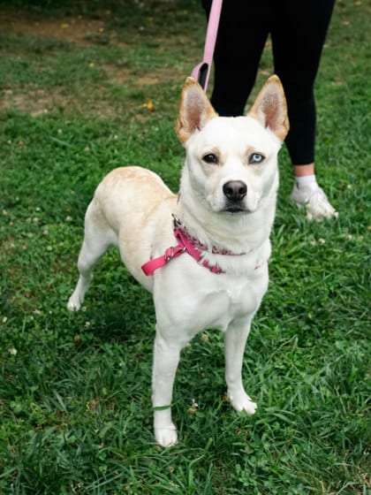 Photo of Rue, adoptable Terrier, Pit Bull/Alaskan Husky in Annapolis, Maryland