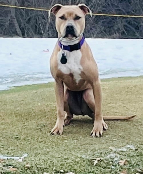 Photo of Tip, adoptable Pit Bull Terrier in Princeton, Minnesota