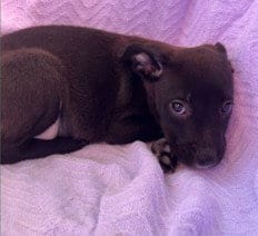 Photo of Wrangler, adoptable Australian Cattle Dog/Blue Heeler in Redwood City, California
