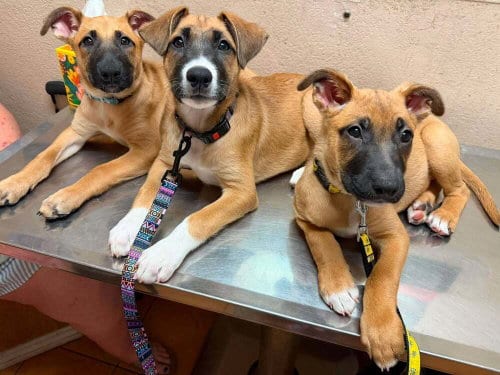 Photo of Flower Patch Litter Thistle - Located in TX, adoptable Belgian Shepherd Malinois in Imlay City, Michigan