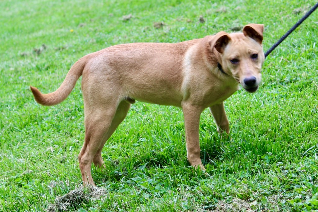Photo of Lewis, adoptable Mixed Breed in Brazil, Indiana