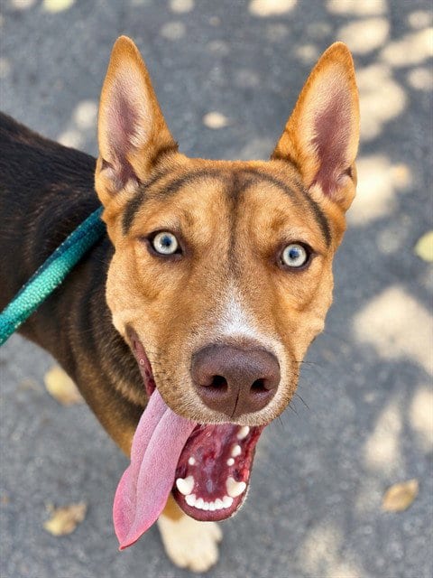 Photo of Socks, adoptable German Shepherd Dog in Sacramento, California