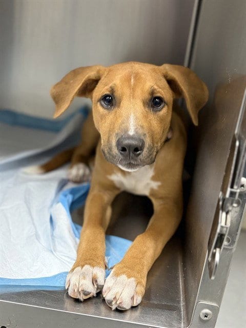 Photo of Bell, adoptable Labrador Retriever in Conroe, Texas