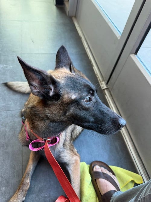 Photo of Lily Pad- Located in Texas, adoptable Belgian Shepherd Malinois in Imlay City, Michigan