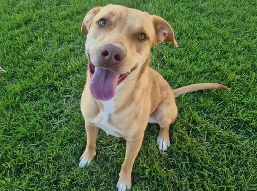 Photo of Glinda, adoptable Labrador Retriever in Albuquerque, New Mexico