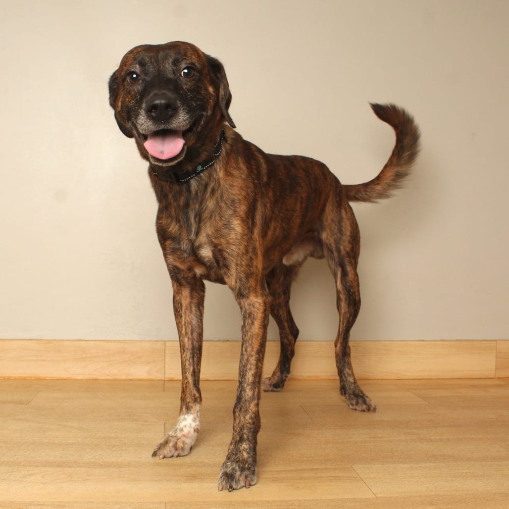 Photo of Peanut D71499, adoptable Retriever, Labrador / Mixed Breed (Medium) in Minnesota, Minnesota