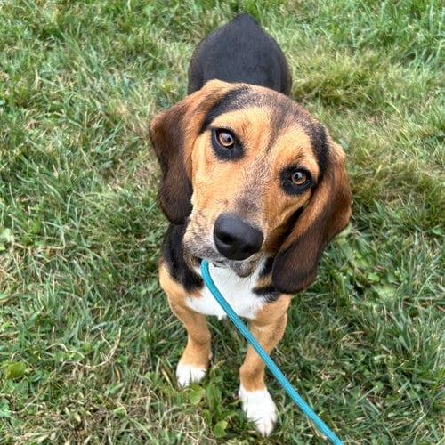 Photo of Jagger 2026, adoptable Beagle in Batavia, Ohio