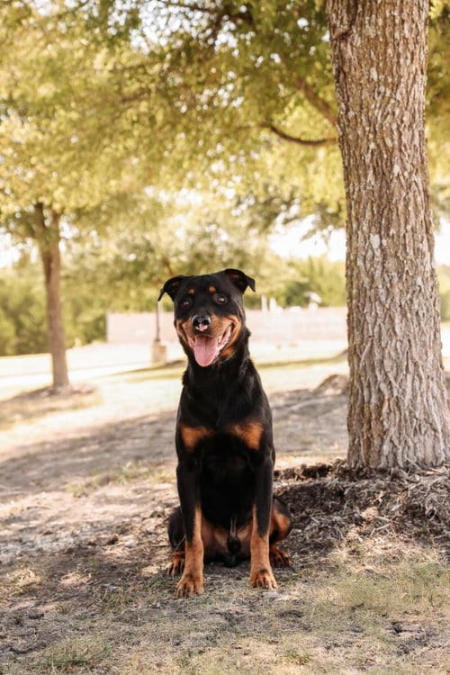 Photo of Eragon, adoptable Rottweiler in Rockwall, Texas
