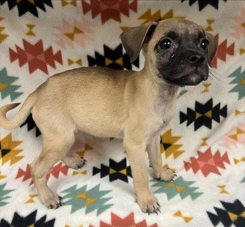 Photo of Mcmuffin, adoptable Chihuahua in HESPERIA, California