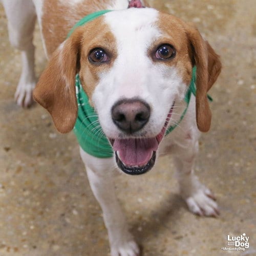 Photo of Poppyseed, adoptable Hound in Washington, District of Columbia
