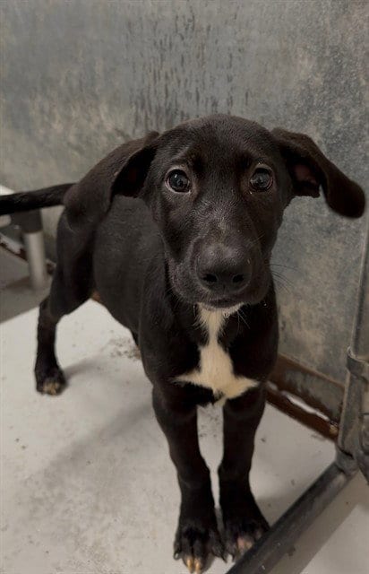 Photo of Disco, adoptable Rhodesian Ridgeback in Conroe, Texas