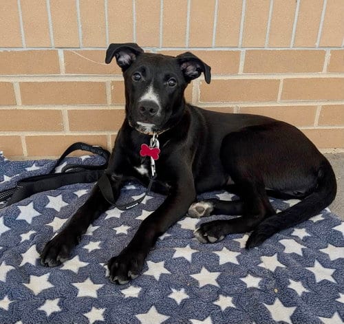 Photo of Cleo, adoptable Terrier in Mount Laurel, New Jersey