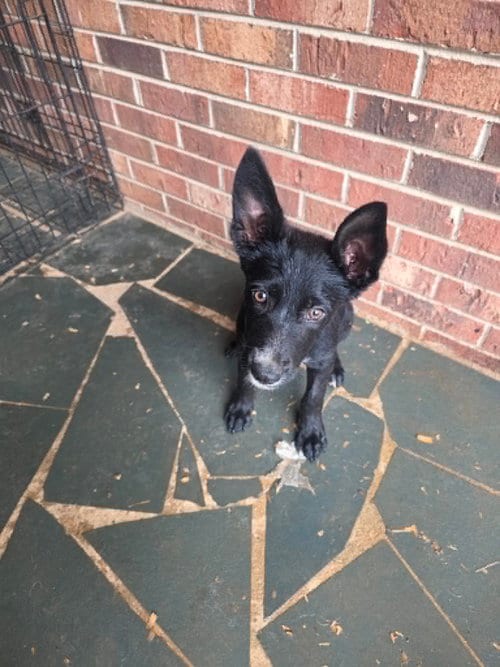 Photo of Honey - "Penn Litter", adoptable Shepherd in Holly Springs, North Carolina