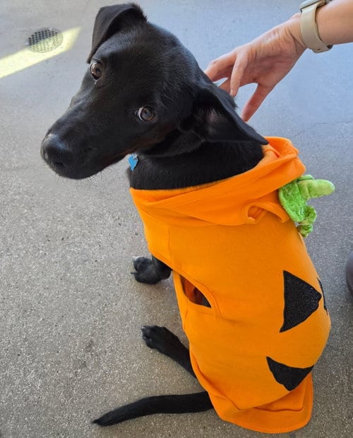 Photo of Noah, adoptable Unknown breed in Rancho Santa Fe, California