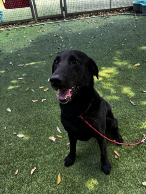Photo of Drummer, adoptable Labrador Retriever in Van Nuys, California