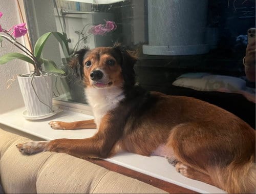 Photo of Lunamoon, adoptable Chihuahua in Missouri City, Texas
