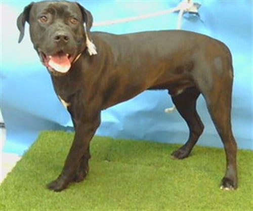 Photo of Rocky, adoptable Cane Corso Mastiff in Gardena, California