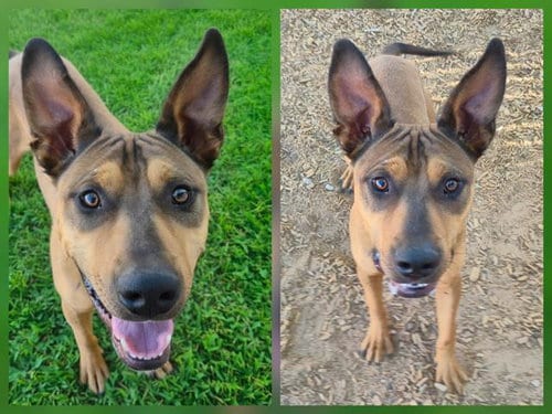 Photo of Zayden, adoptable American Pit Bull Terrier in Albuquerque, New Mexico