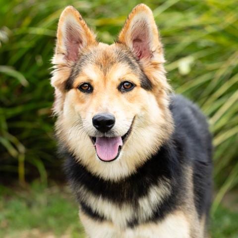 Photo of Sasha, adoptable German Shepherd Dog in Camarillo, California